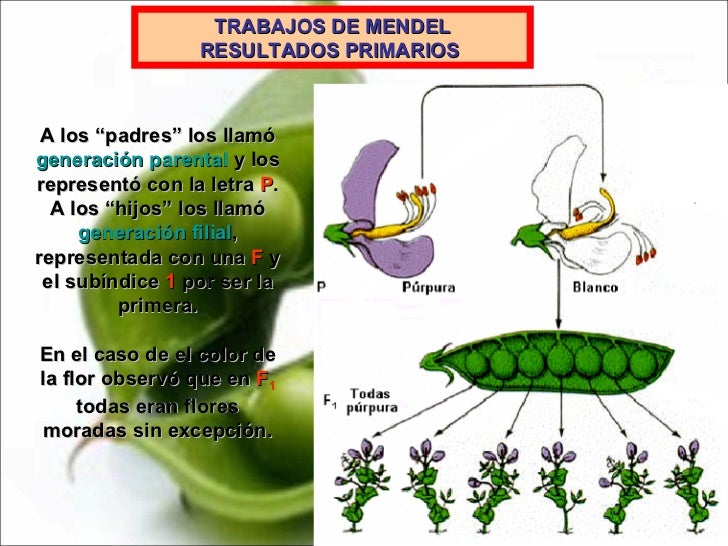 2 Destrezas Empleadas Por Mendel En Su Trabajo