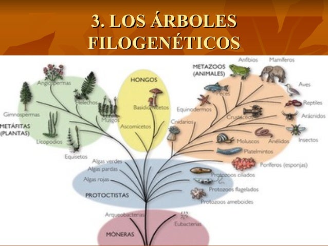 Aislamiento paredes ecologico reproductivo precigotico