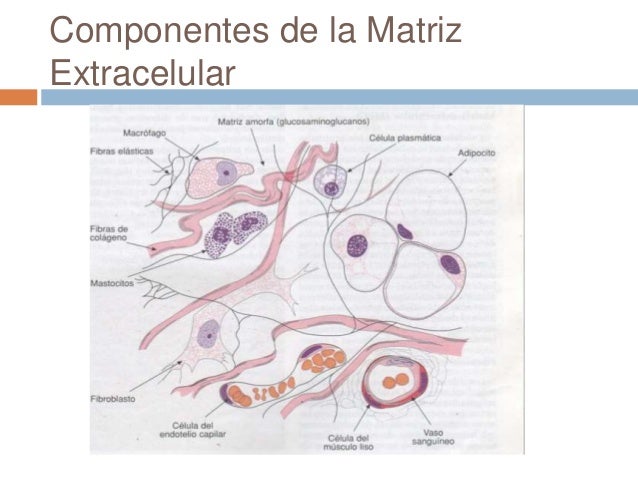 Cuales Son Los Componentes De La Matriz Extracelular es.slideshare.net