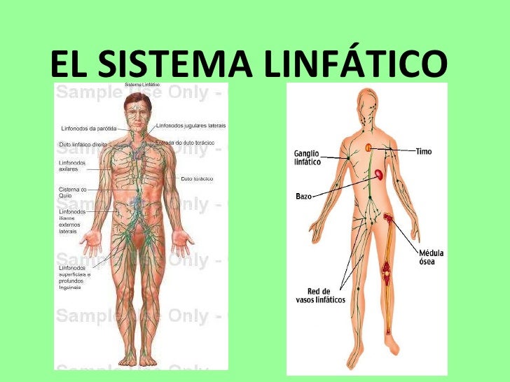 definicion basica del sistema linfatico