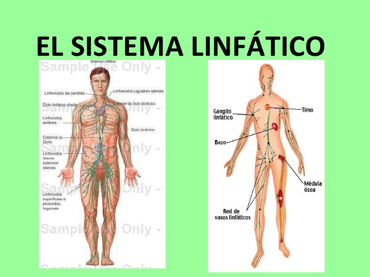 Que limpia de avena a la máscara para la persona las revocaciones