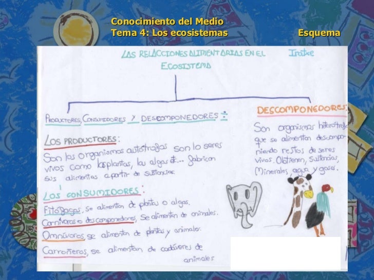 conocimiento medio andalucia 6 de conocimiento medio 6 186 de primaria tema 4 los ecosistemas esquem conocimiento medio andalucia 6 de conocimiento medio 6 186 de primaria tema 4 los ecosistemas esquem