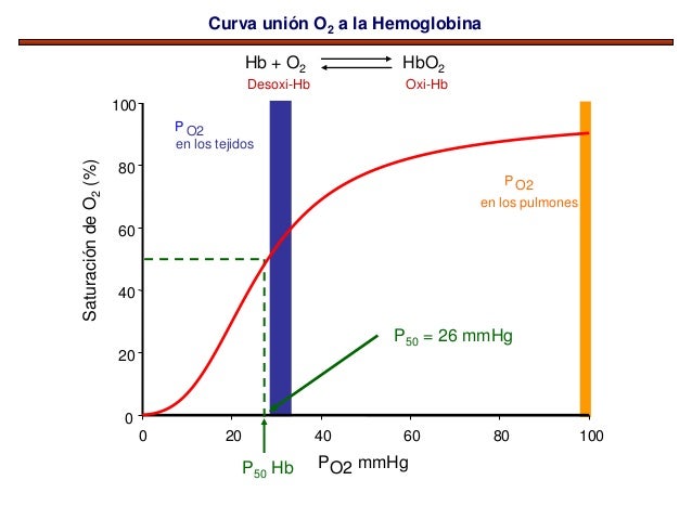 Tema 5 proteinas estructura 4a hemoglobina farmacia