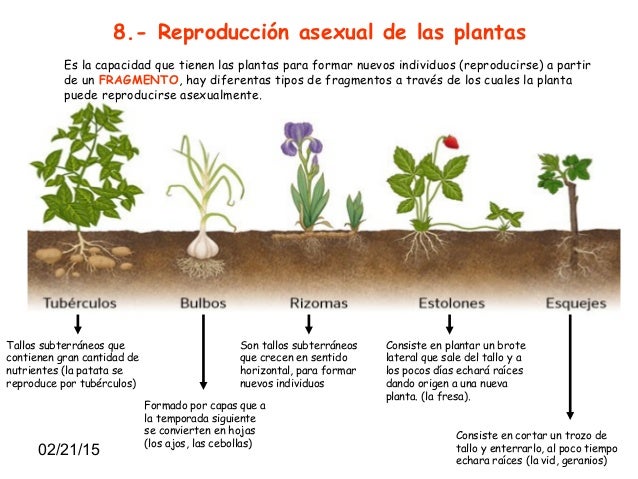 TEMA 5 LAS PLANTAS TEMA 5 LAS PLANTAS