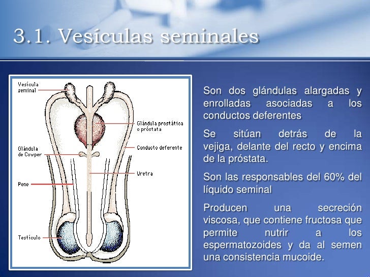 Tema7 a aparato genital masculino