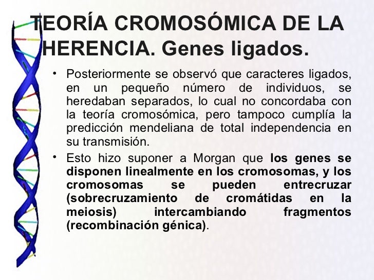 Tema 8 herencia mendeliana y teoría cromosómica
