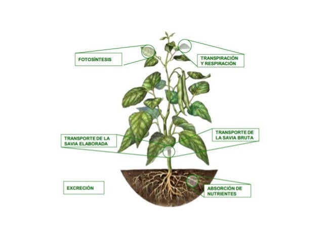 Tema 9 nutrición vegetal