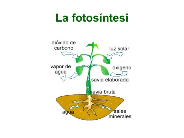 http://www.slideshare.net/AnnaGarciaGen/power-point-les-plantes