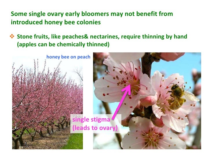tree fruit and berry pollination in virginia and the mid peach tree pollination chart