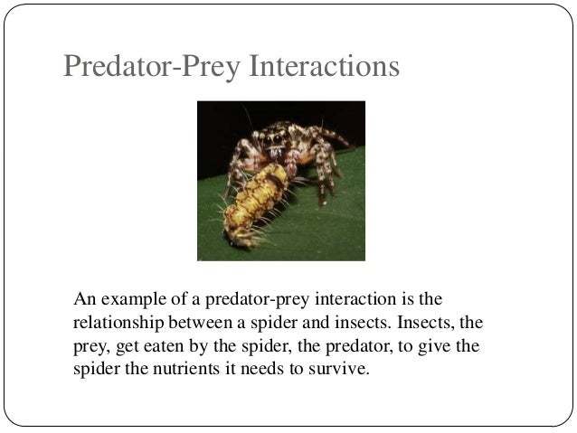 what is an example of a predator/prey relationship in the rainforest