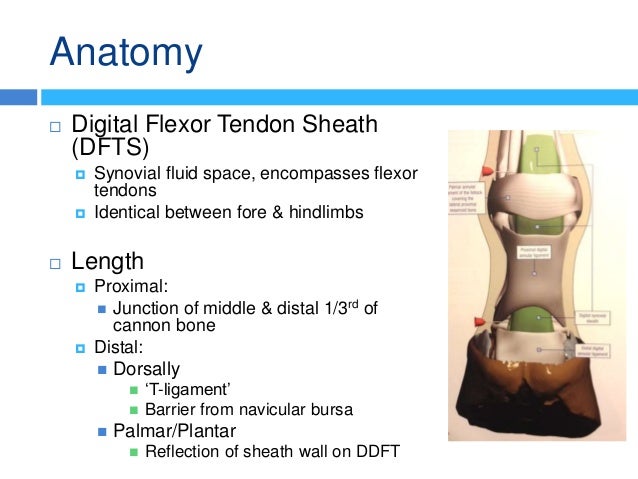 Tenoscopy - Equine Fle...