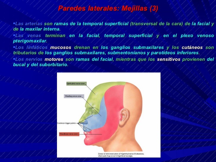 ANATOMIA DE LA CAVIDAD ORAL ANATOMIA DE LA CAVIDAD ORAL