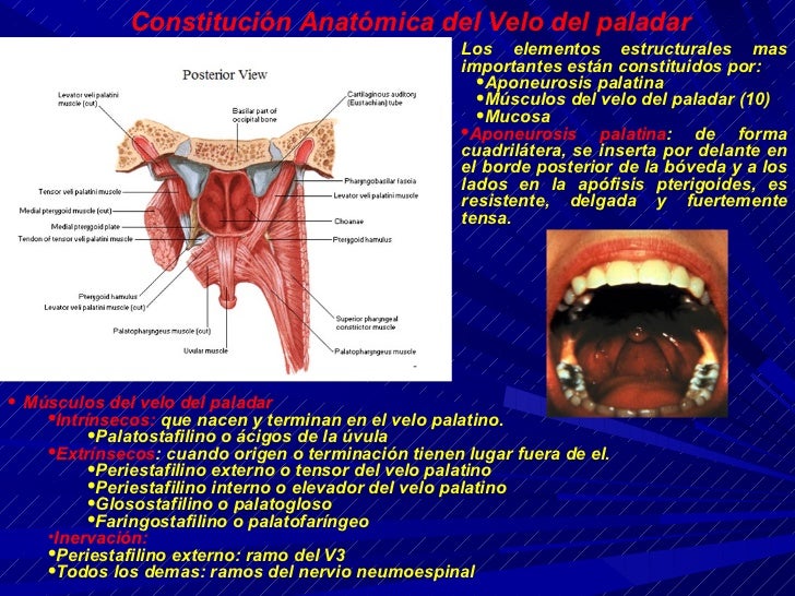 ANATOMIA DE LA CAVIDAD ORAL