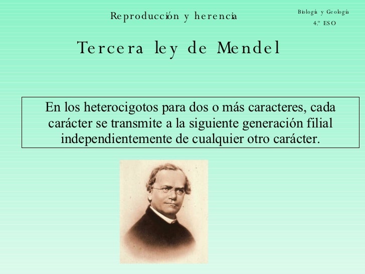 LEY DE MENDEL ley de mendel: