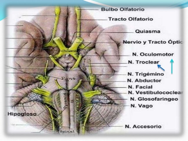 Tercer par craneal