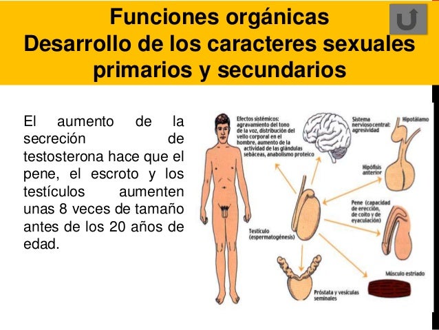 Los métodos del aumento del espesor del miembro
