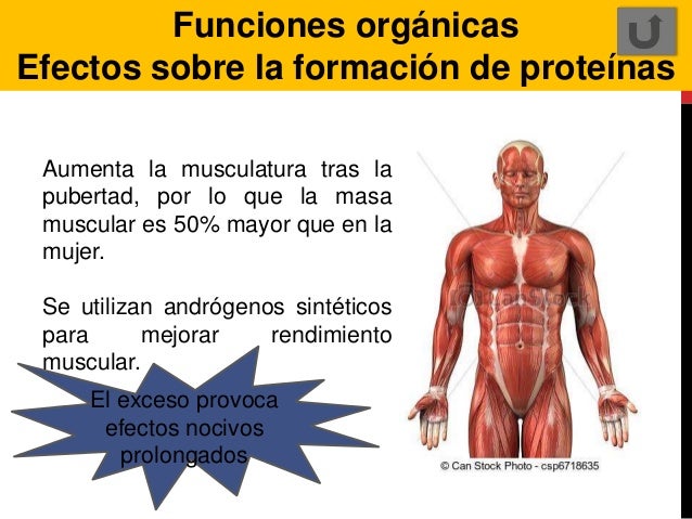 Quien aumentaba realmente el miembro
