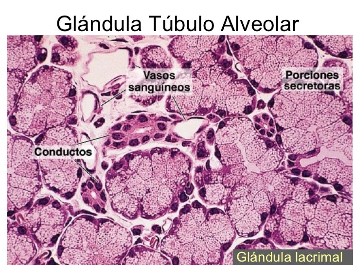 Th03 tejidos epiteliales compuestos1