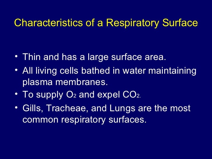 The Respiratory System