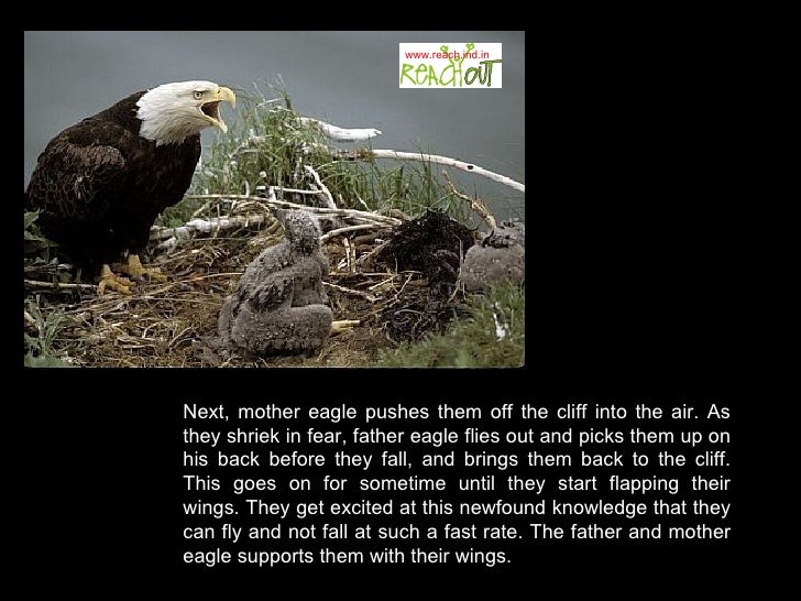 The 7 Principles Of An Eagle