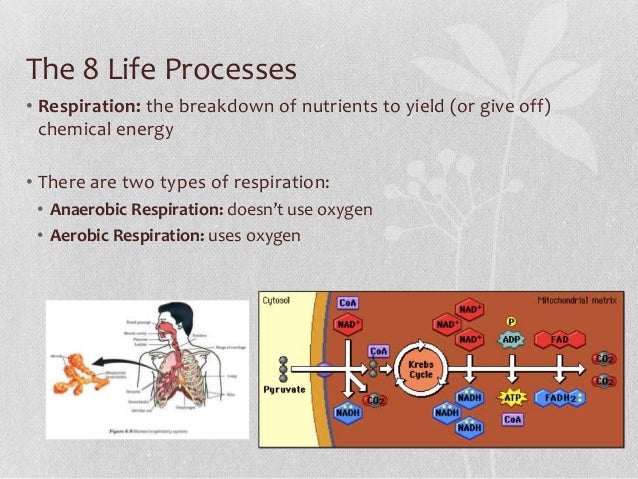 The 8 Life Processes & Homeostasis - Living Environment/Biology