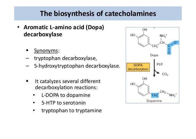 2019 year - What Are Catecholamines 2019 year