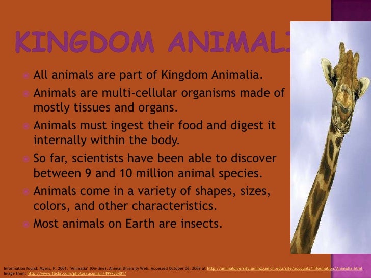 The Animal Kingdom