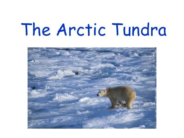 Arctic tundra essay