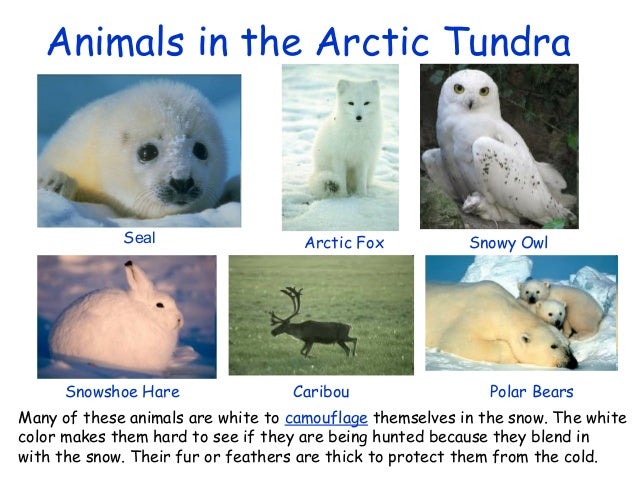 http://image.slidesharecdn.com/theartictundra-130404110357-phpapp01/95/the-artic-tundra-7-638.jpg?cb=1365073482