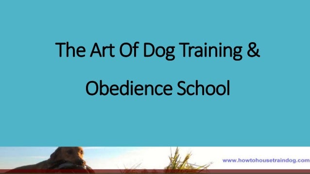 obedience school the of obedience school obedience school the of obedience school