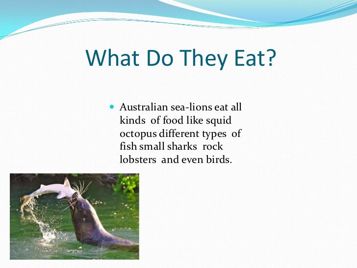 The australian sea lion [recovered]