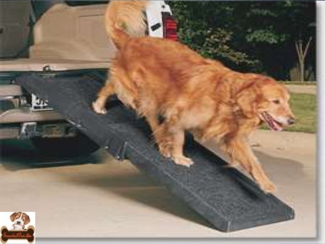 accessories for puppies the best accessories for your pet accessories for puppies the best accessories for your pet