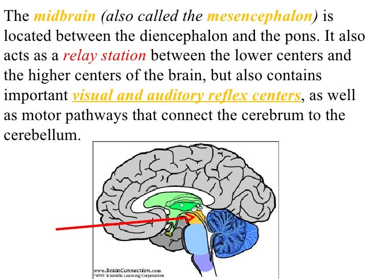 The brain