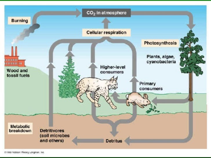 The Carbon Cycle phosphorus cycle easy diagram 
