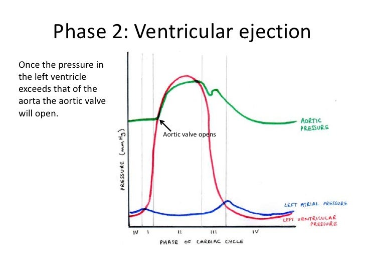 The cardiac cycle 2