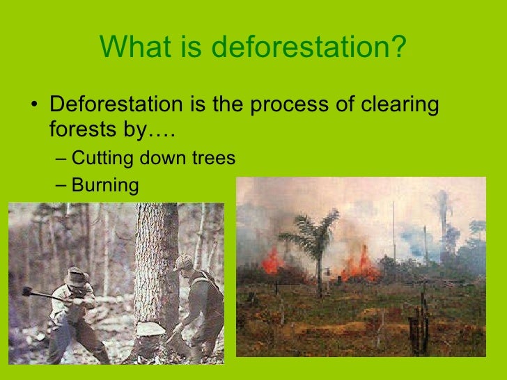 the deforestation of the amazon a case study in understanding ecosystems and their value Study on understanding the causes of biodiversity case studies on marine ecosystems and biodiversity loss 127 72 case study 3b: the amazon forest ecosystem 177. the deforestation of the amazon a case study in understanding ecosystems and their value Study on understanding the causes of biodiversity case studies on marine ecosystems and biodiversity loss 127 72 case study 3b: the amazon forest ecosystem 177.