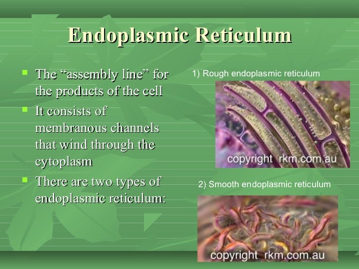 endoplasmic reticulum analogy