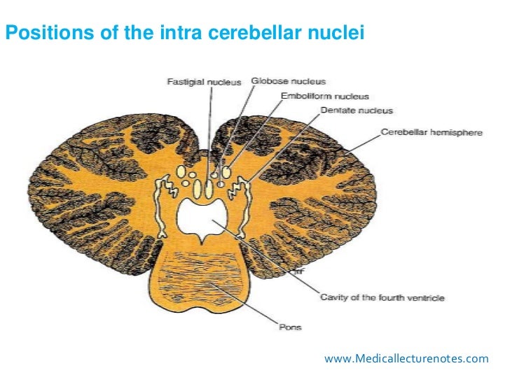 The cerebellum i
