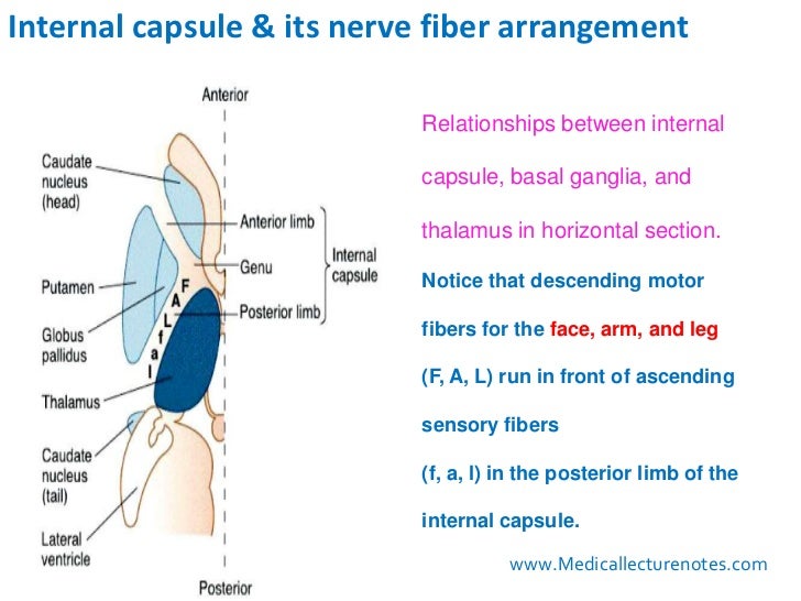 Internal Capsule Anatomy Anatomical Charts & Posters