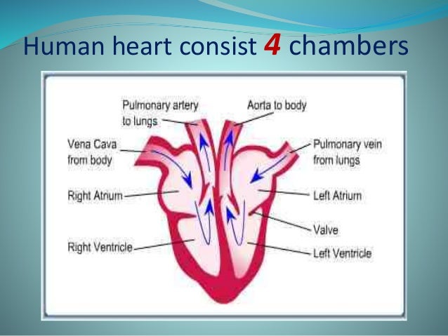 two chambers of human heart have arteries connected to them