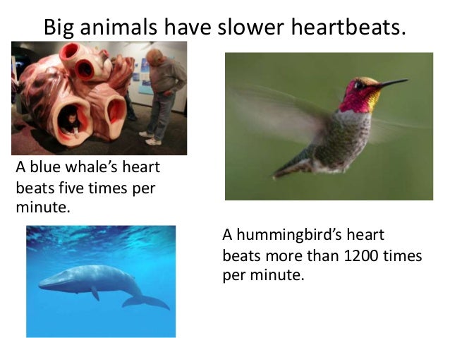 Joyas voladoras american scholar image