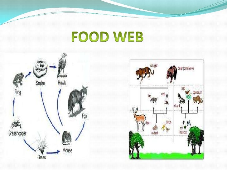 What Eats Cougars In The Food Chain What Eats Cougars In The Food Chain