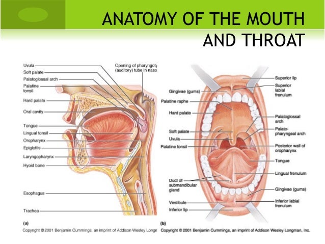 Anatomy Mouth Throat 37