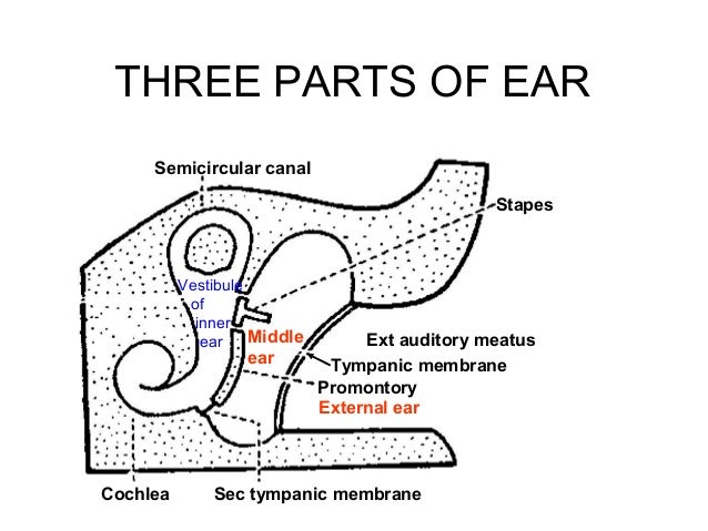 The ear. auditory pathway and olfactory pathway