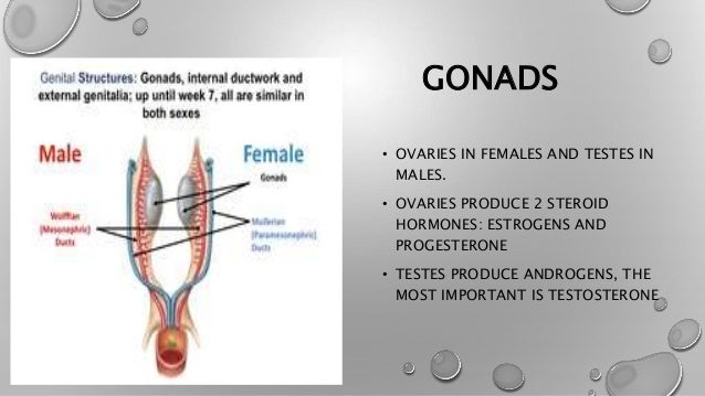 Gonads Location Gonads Location