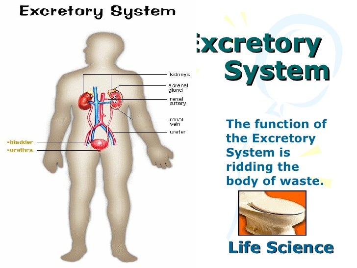 The Excretory System