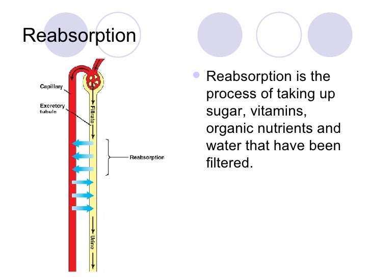 The+Excretory+System
