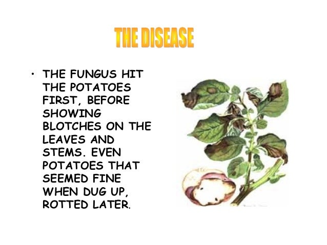 Facts About The Famine Soup Kitchens Facts About The Famine Soup Kitchens
