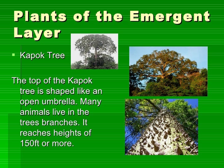 The four layers of the amazon rainforest emmas project2