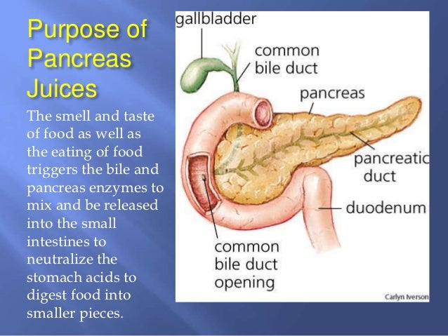 function of pancreas essay Quizlet provides anatomy test digestive system questions essay activities what are the six functions of the digestive system pancreas, tongue/salivary. function of pancreas essay Quizlet provides anatomy test digestive system questions essay activities what are the six functions of the digestive system pancreas, tongue/salivary.
